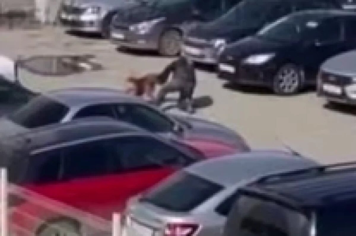    Появилось видео нападения бойцовых собак на мужчину в Перми
