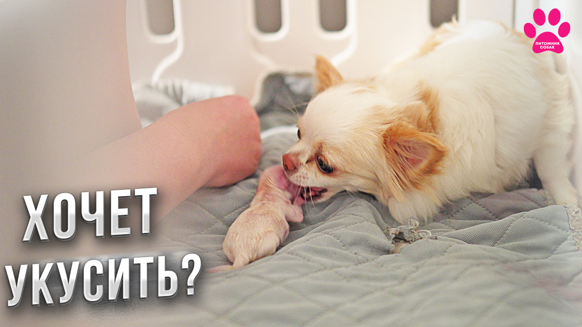 Новое видео