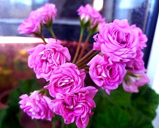 ну как вам розы?! Ведь настоящие!