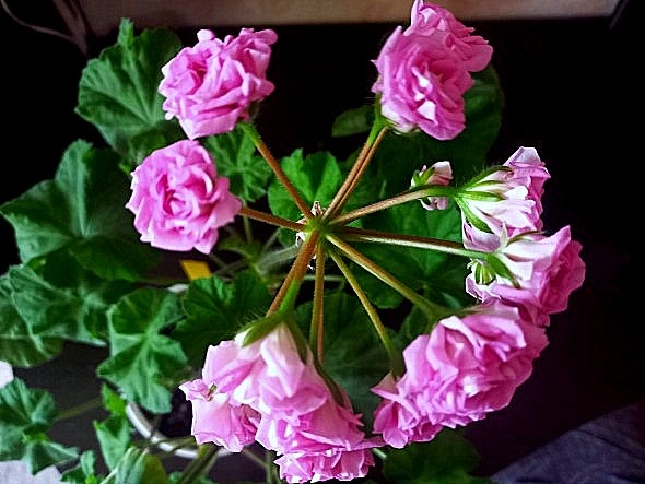 Немножно растрёпка она. Но как красива!