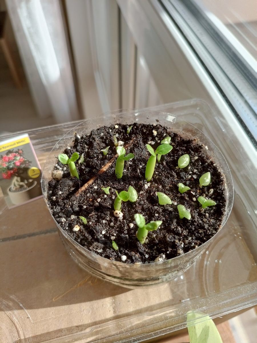 Адениумы и кактусы дружат в одной плошке