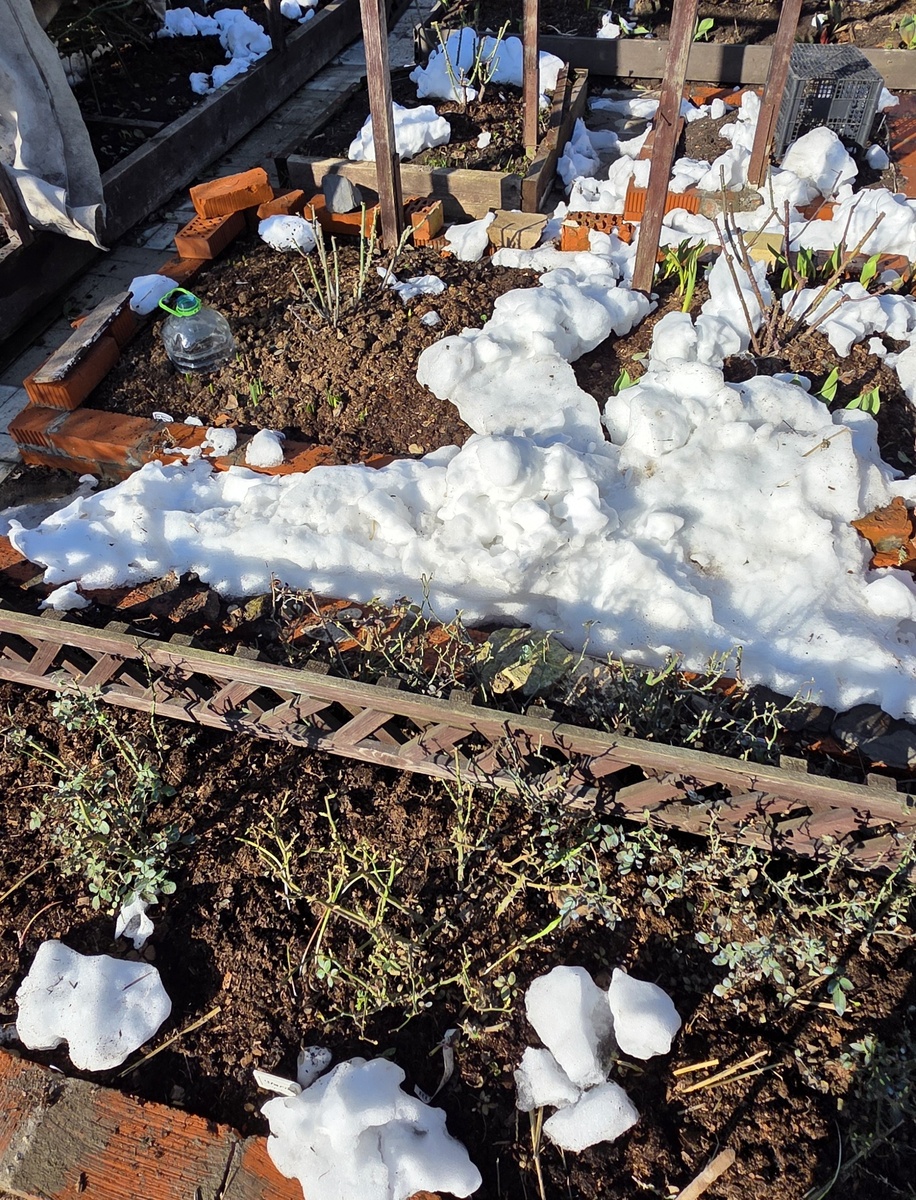 Вот так выглядит внезапный исчезновение внезапных сугробов: они даже не успевают потемненть, осесть/осунуться - просто исчезают, как по моновению.