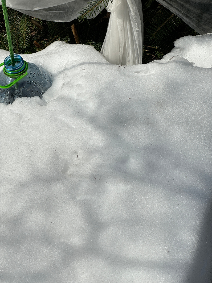 Вот такие доживающие сугробчики еще кое-где.