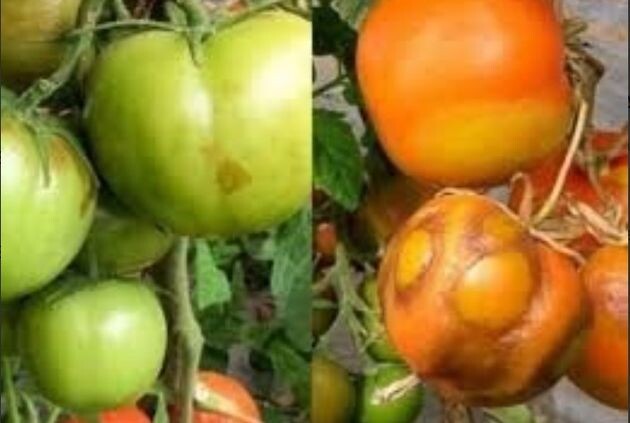  Вирус коричневой морщинистости. Фото коллег из ВНИИКРа 