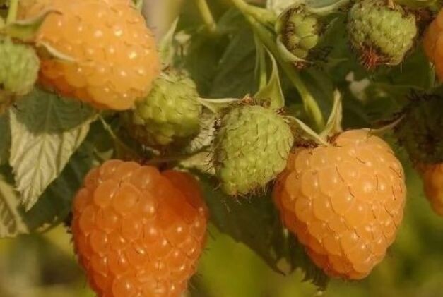 Опыт выращивания желтоплодной малины