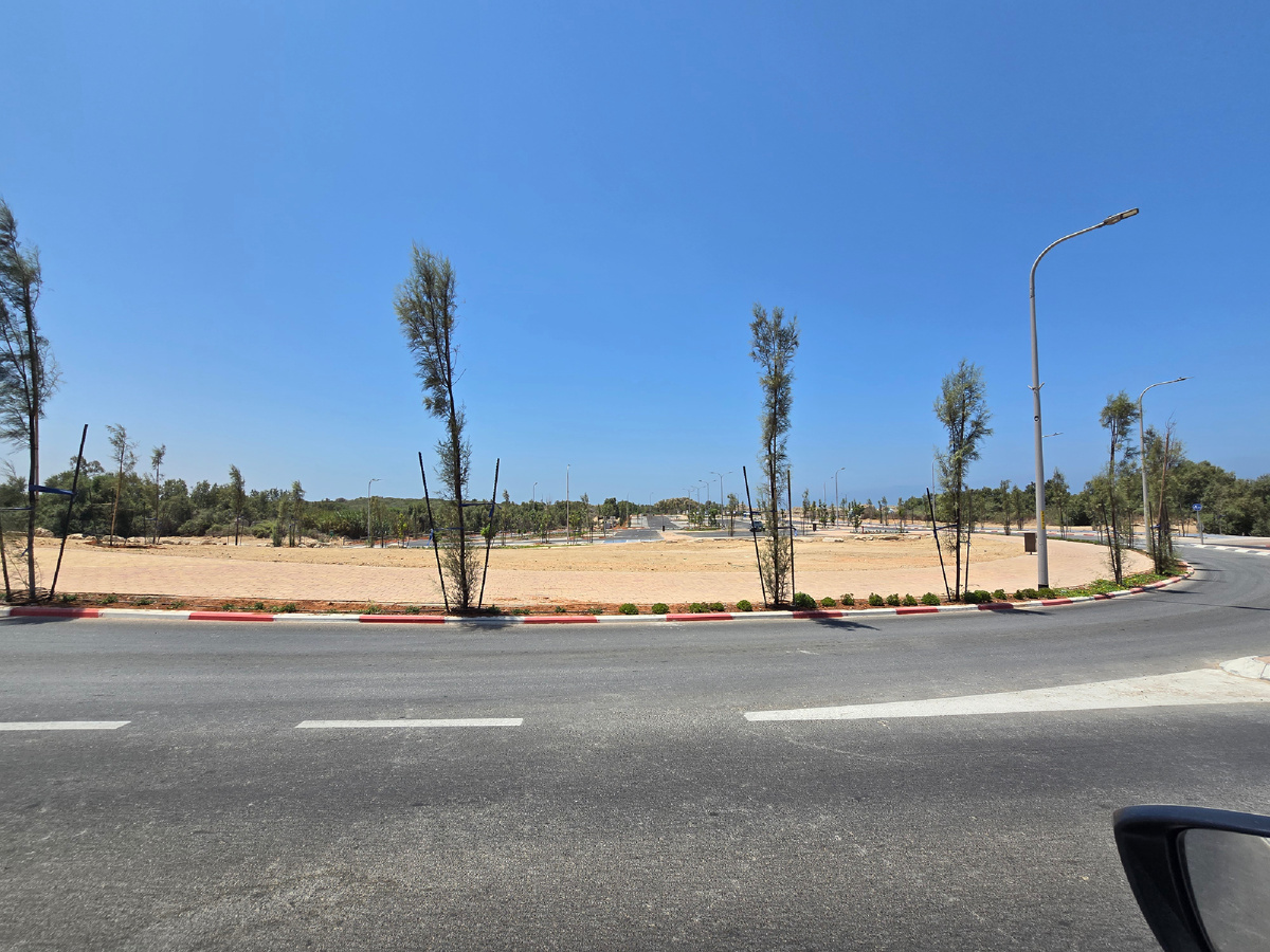 Там, среди деревьев, копают историю