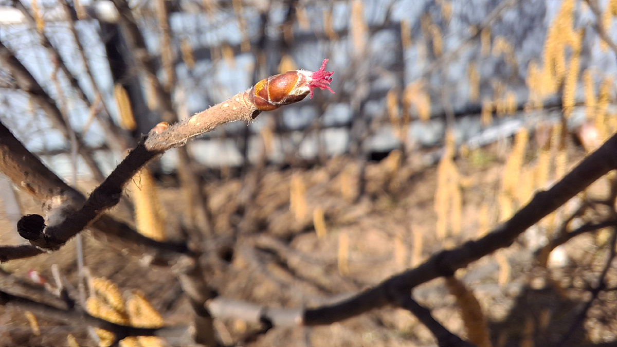Женские цветы лещины