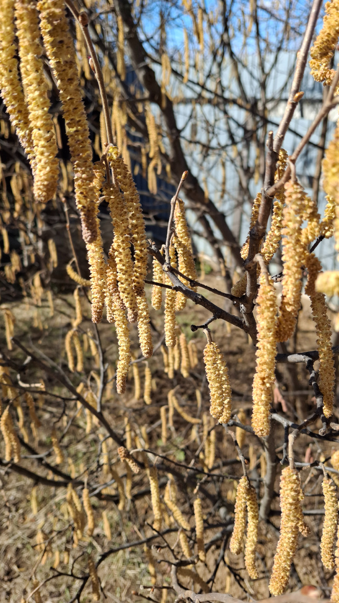 Мужские цветы лещины