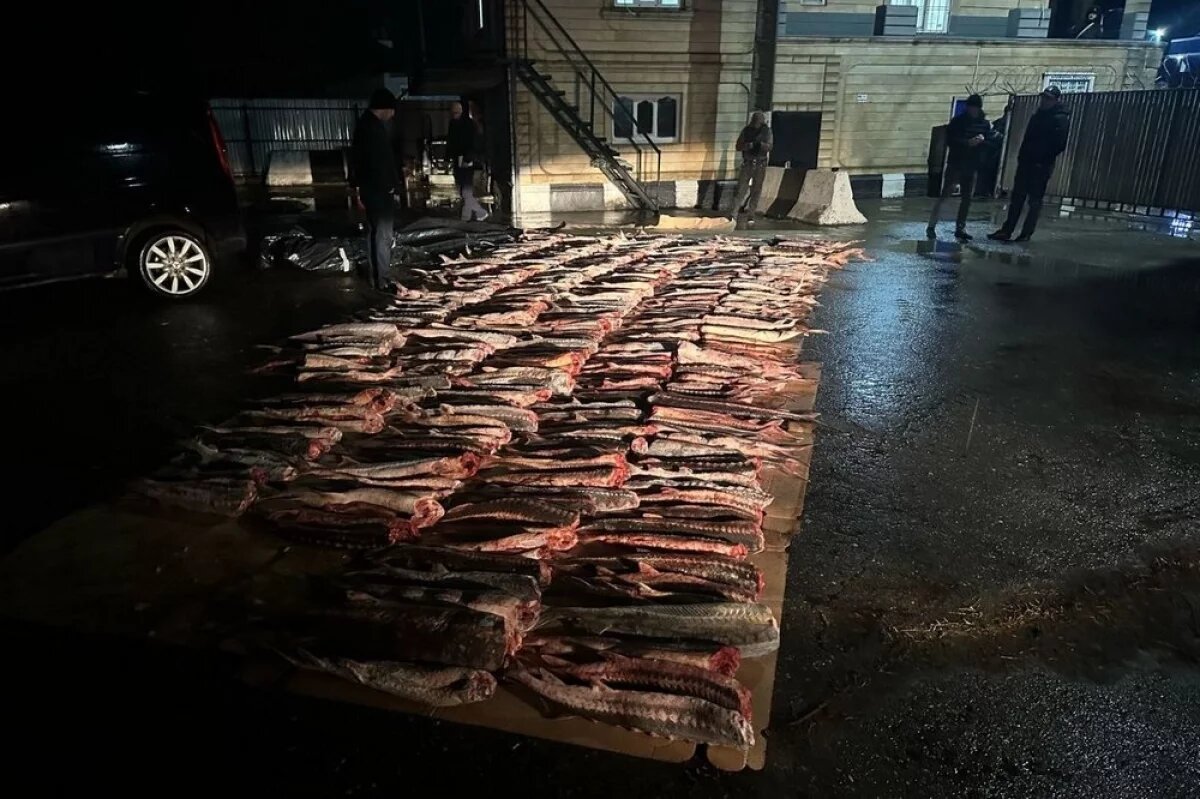    Дагестанец незаконно поймал более тонны краснокнижного русского осетра