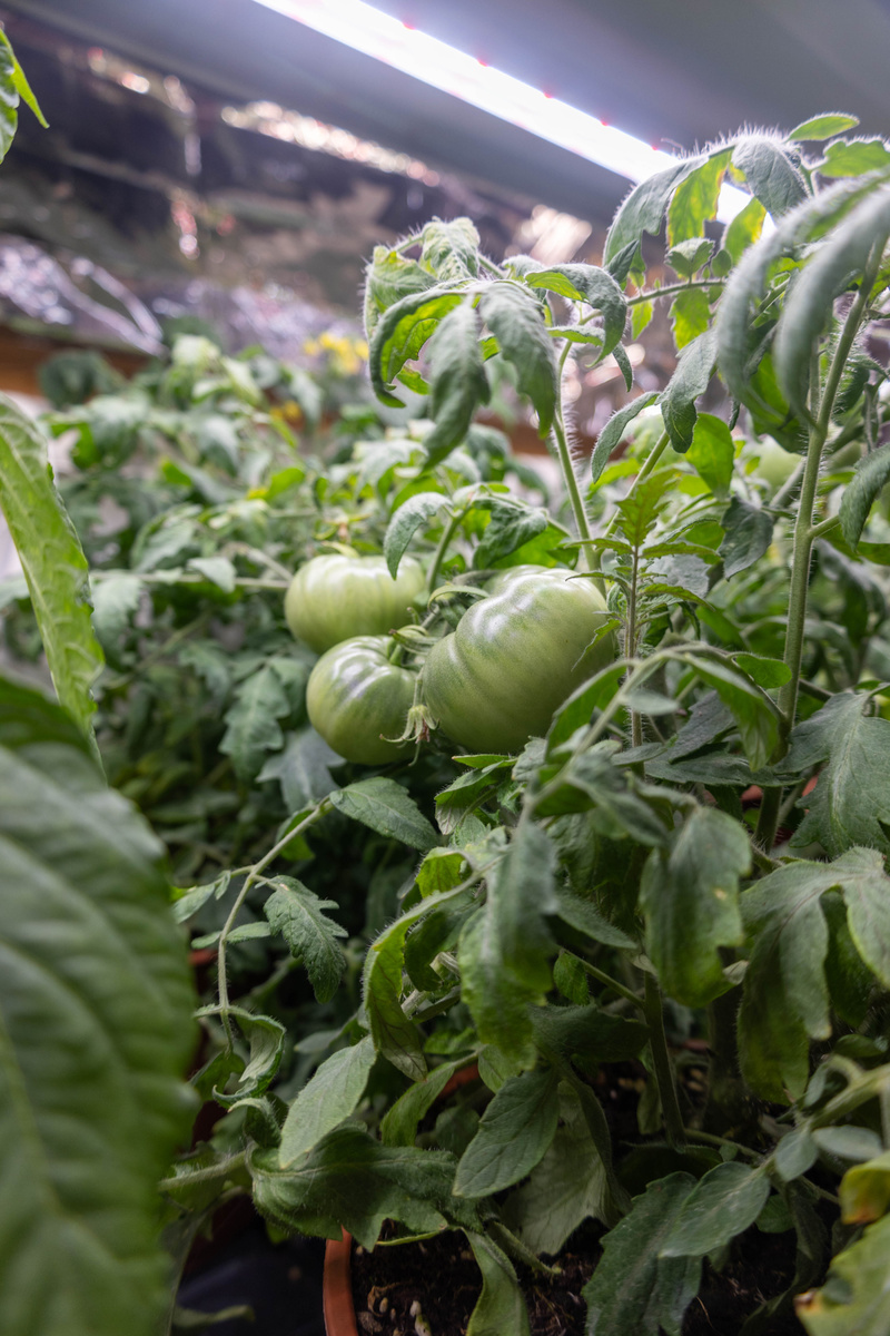 Монгольский карлик - на ранний урожый