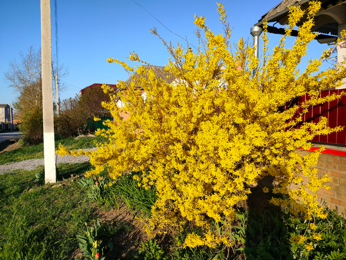 Форзиция соседей, красотища!