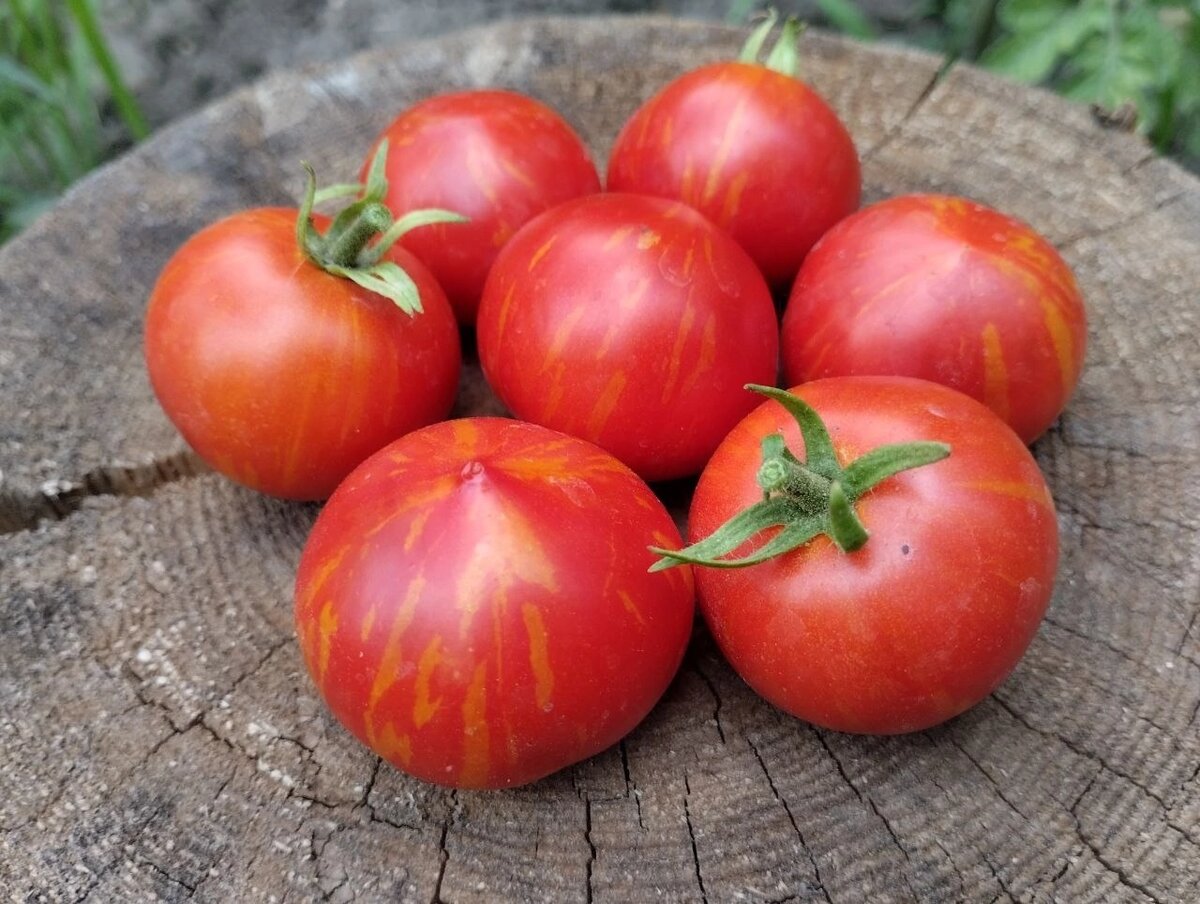 Плоды томата Гэндальф