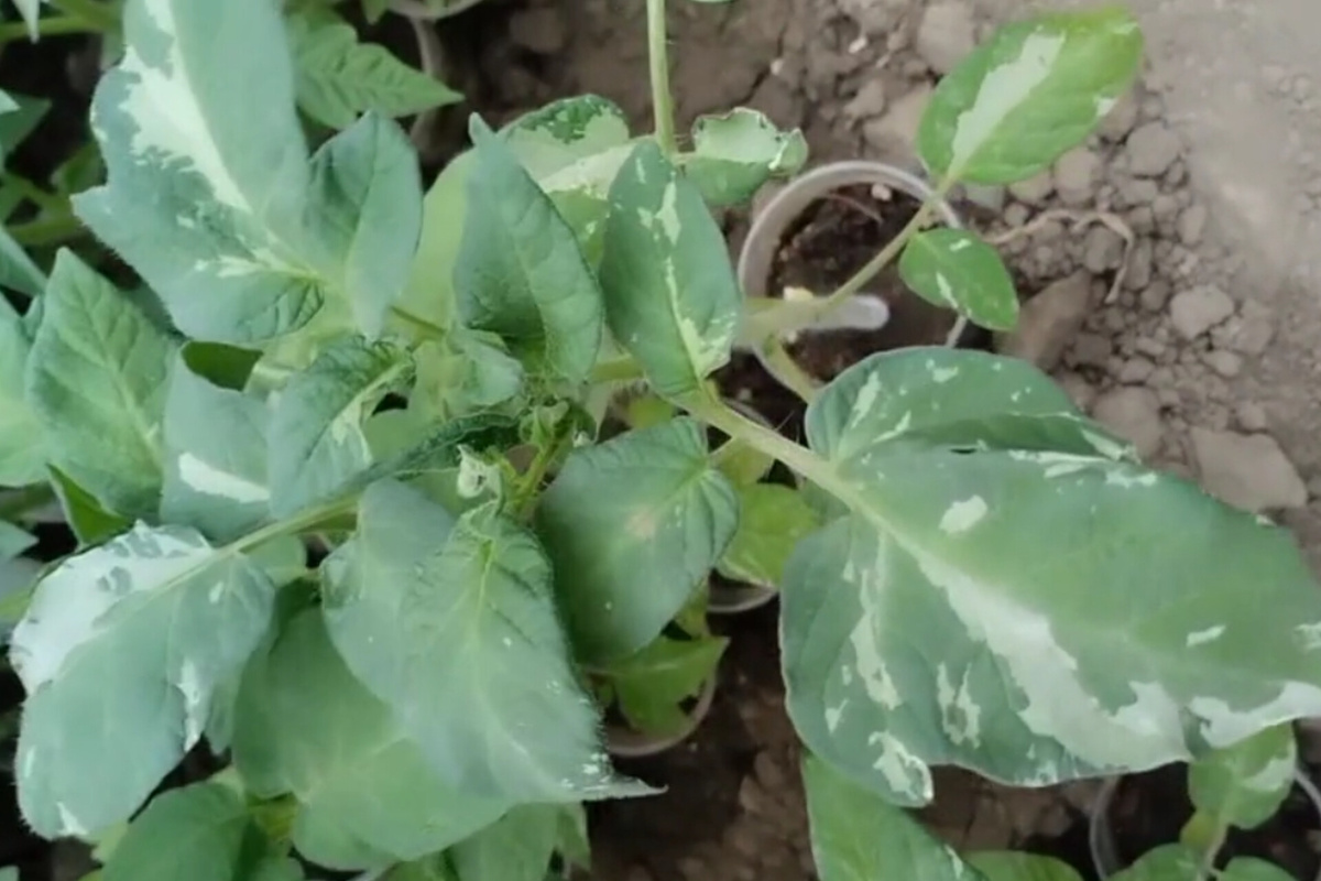 Листья томата Гэндальф украшены белыми пятнами