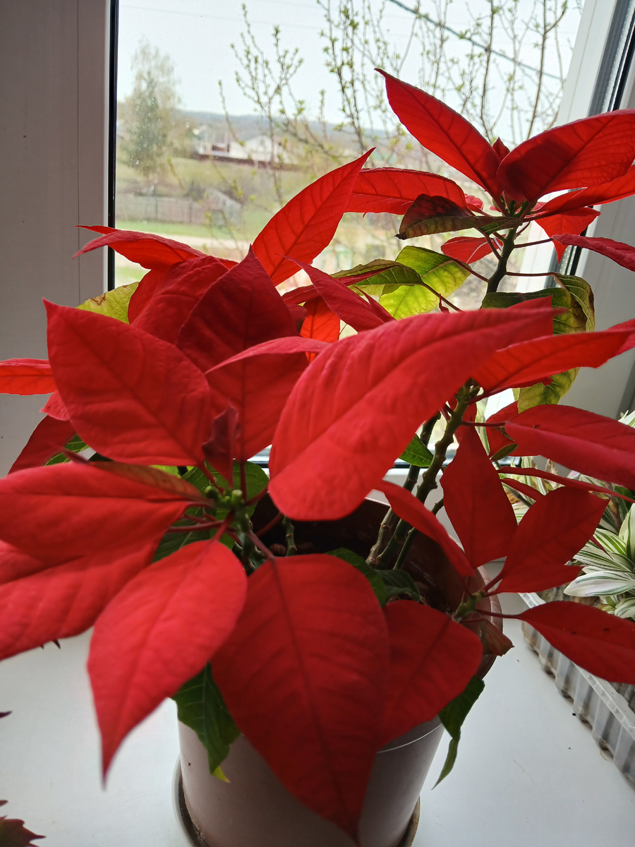 Цветы на подоконнике в деревне. Радуют. Апрель 2025г. Фото моё. Другие фото тоже мои.