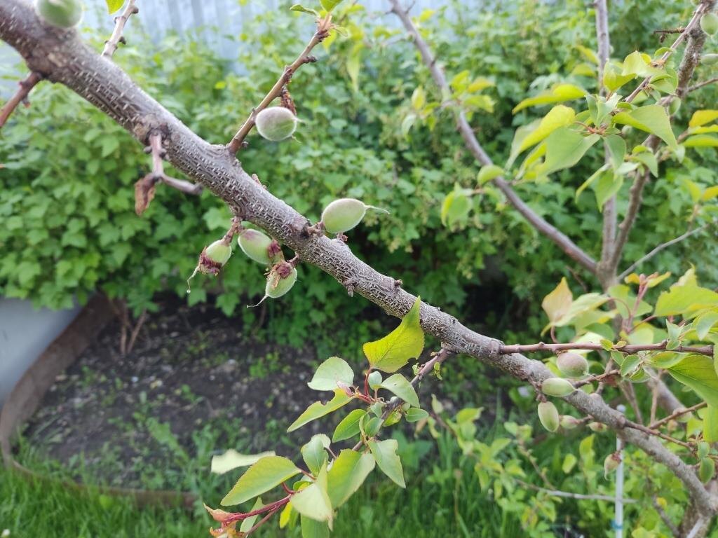 У нас в Тверской области растут абрикосы, но это уже чуть ли не 20-я попытка.