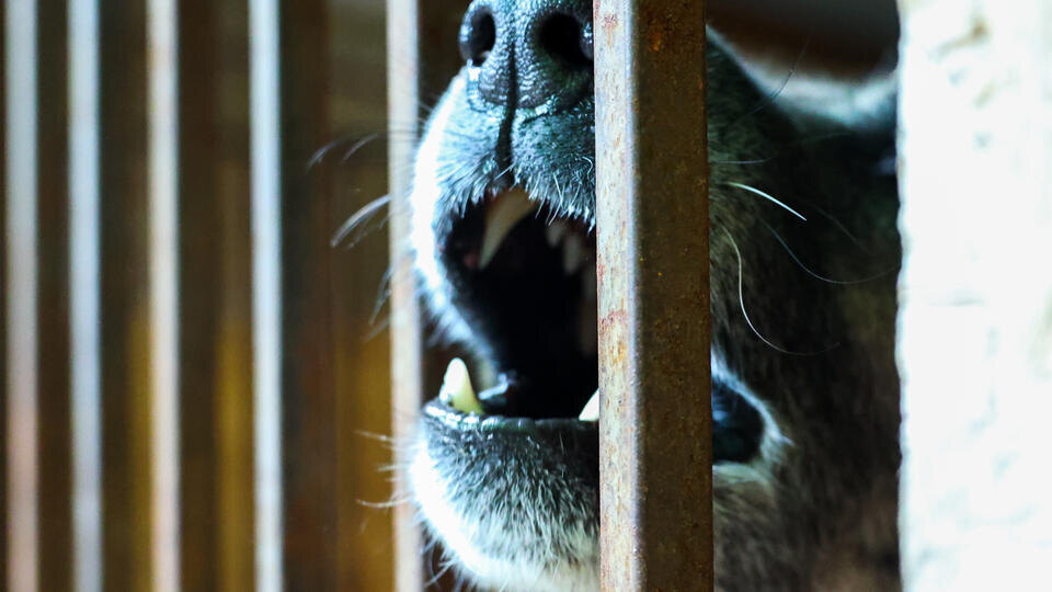     Плодят армию агрессивных псов: как черные заводчики наживаются на животных www.globallookpress.com/Petrov Sergey/news.ru