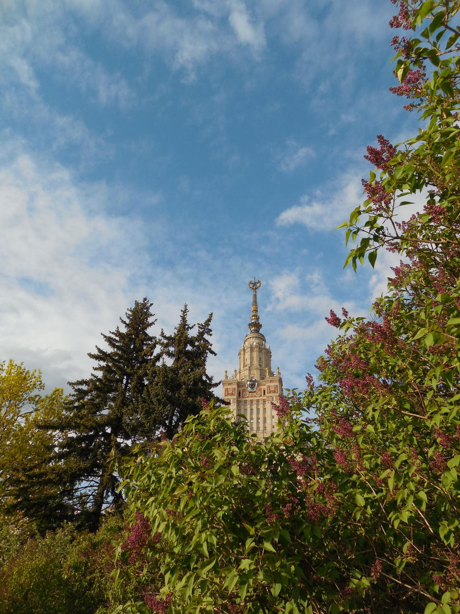 Сиреньна территории МГУ