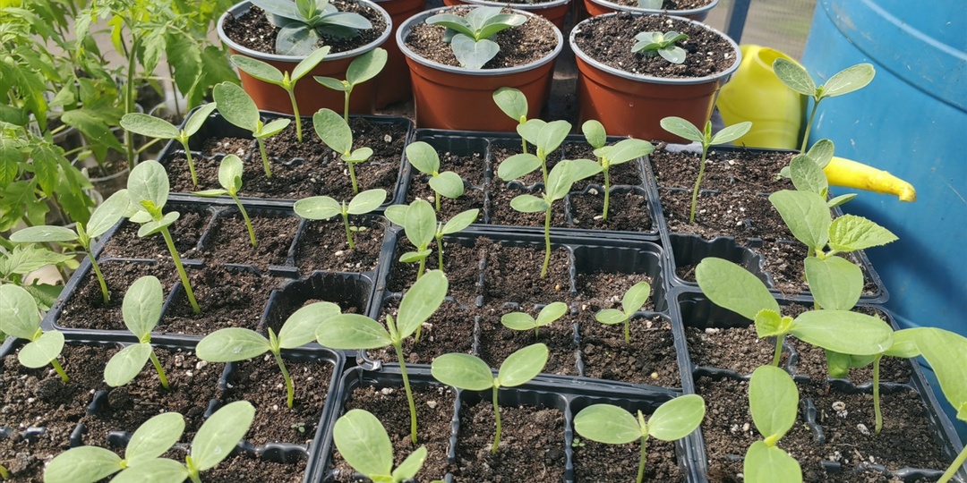 Сею арбузы и дыни 18 апреля 2025. Основные моменты.