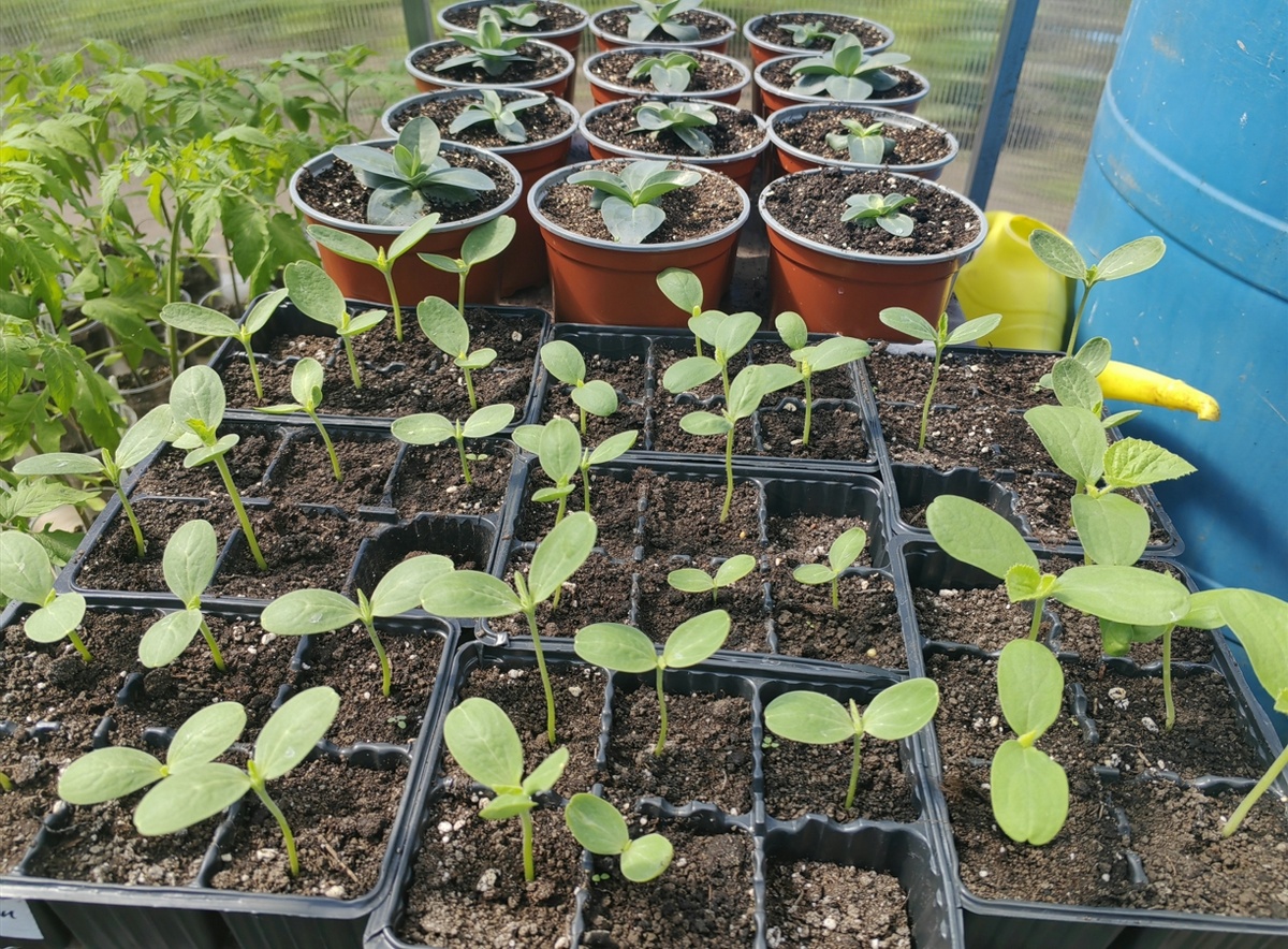 Всходы арбузов и дынь