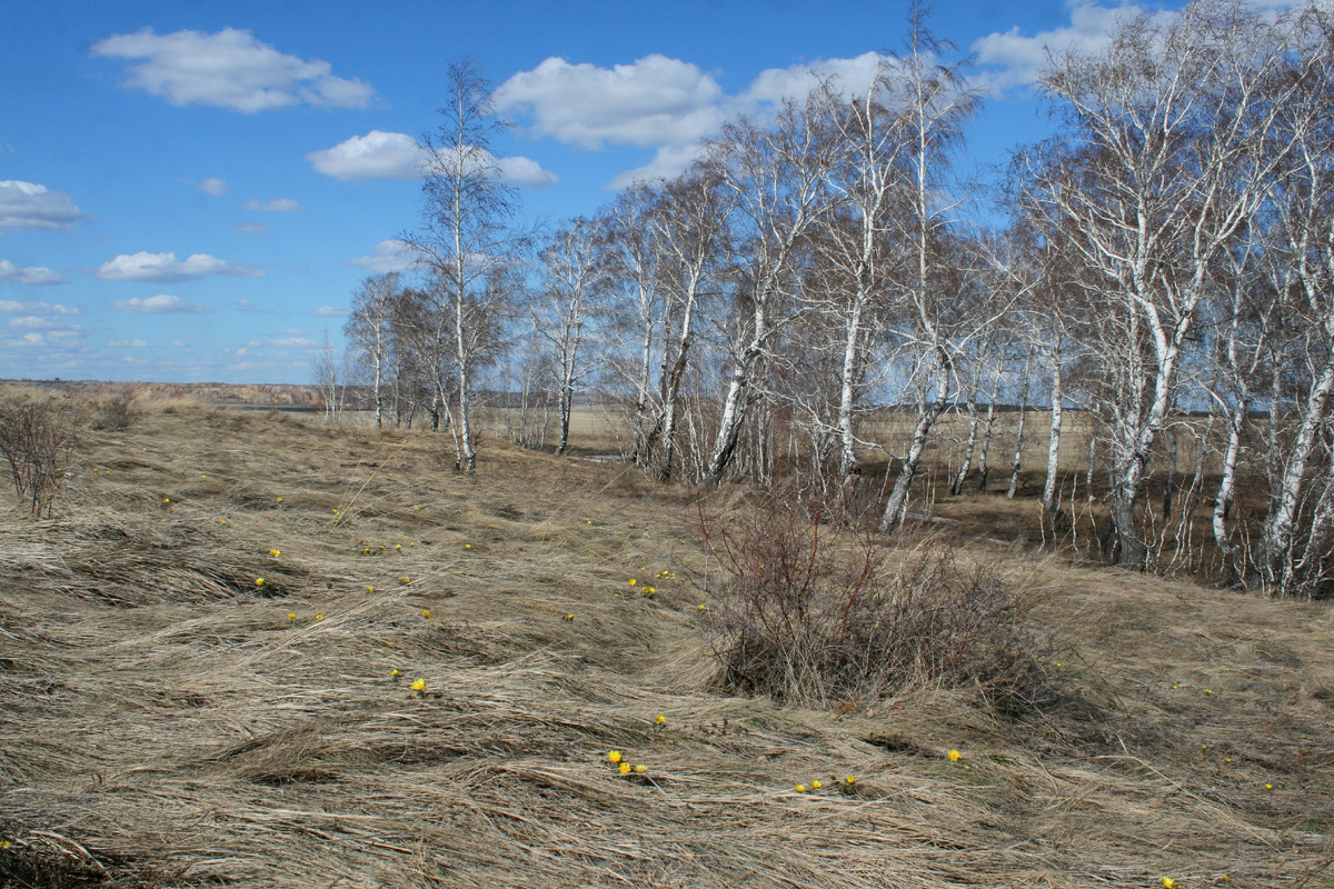 Поляна, облюбованная адонисами