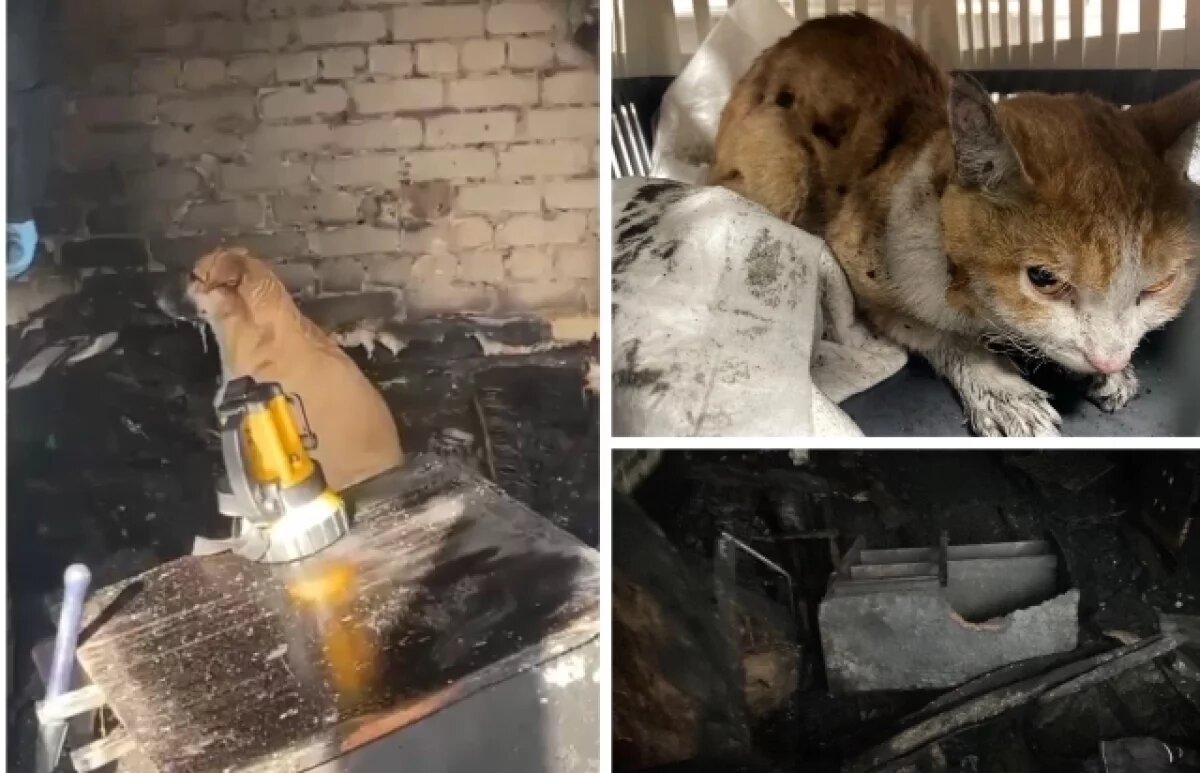    «Как страшный сон».