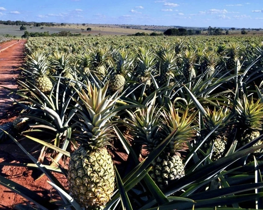 Как растут ананасы