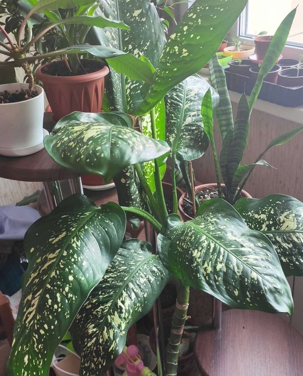 Растение выросло за пару лет из маленького отростка, взятого на работе