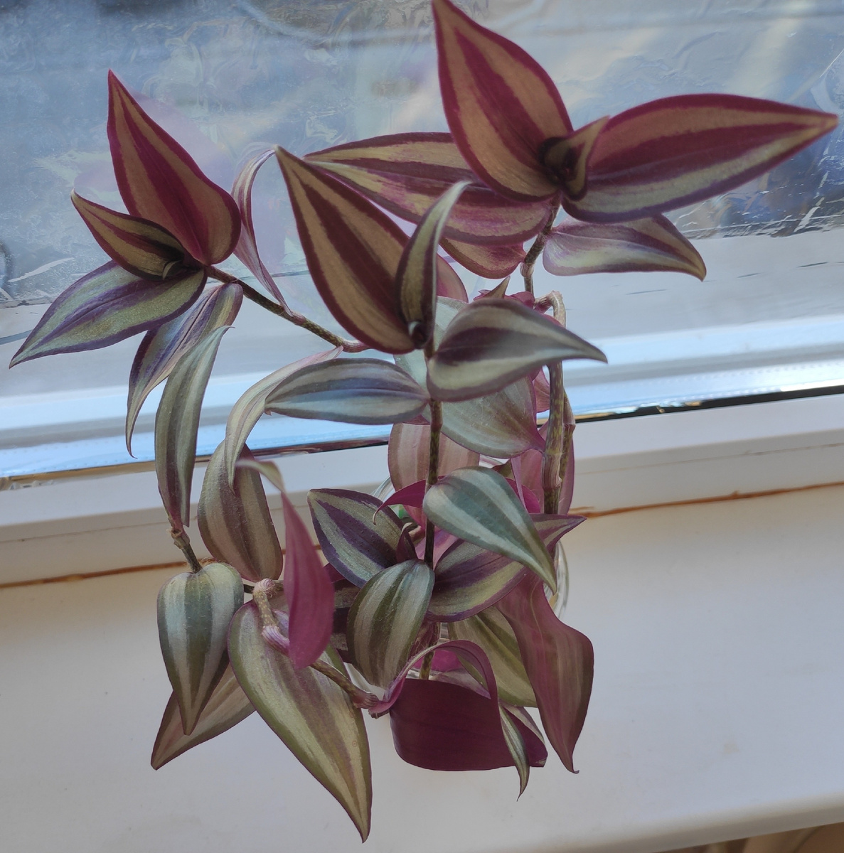 На солнце прожилки переливаются 