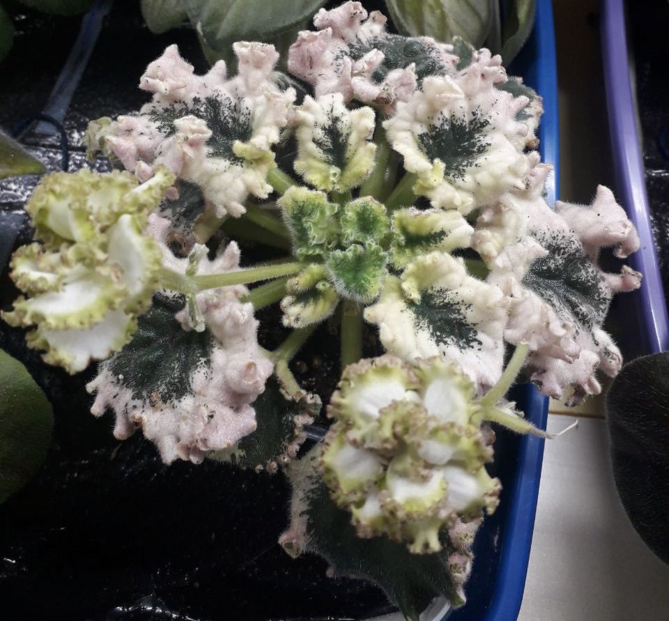 Фиалка сорта "Ян-Каприз" - моё фото