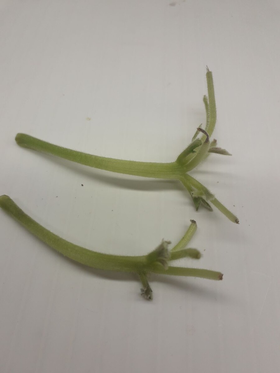 Вот такие "тройные" цветоносы у Яна Каприза - моё фот