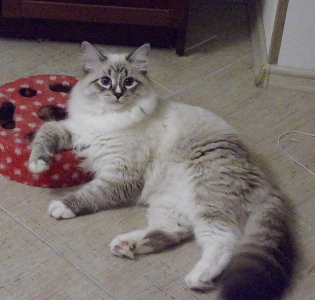 Вот таким был Жан, когда я его забрала. 