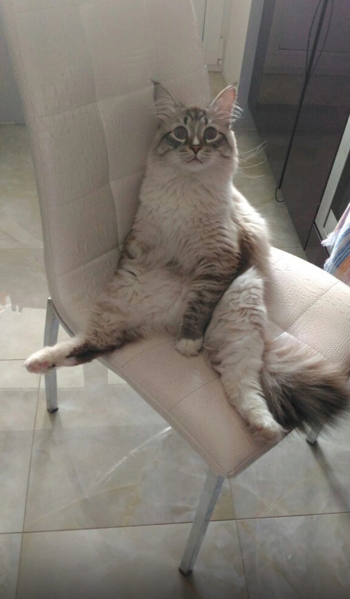 Вот такой смешной "ребенок" с наивными глазами