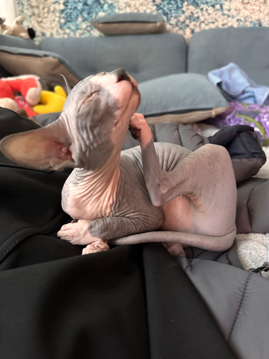 Что-то зачесалось 