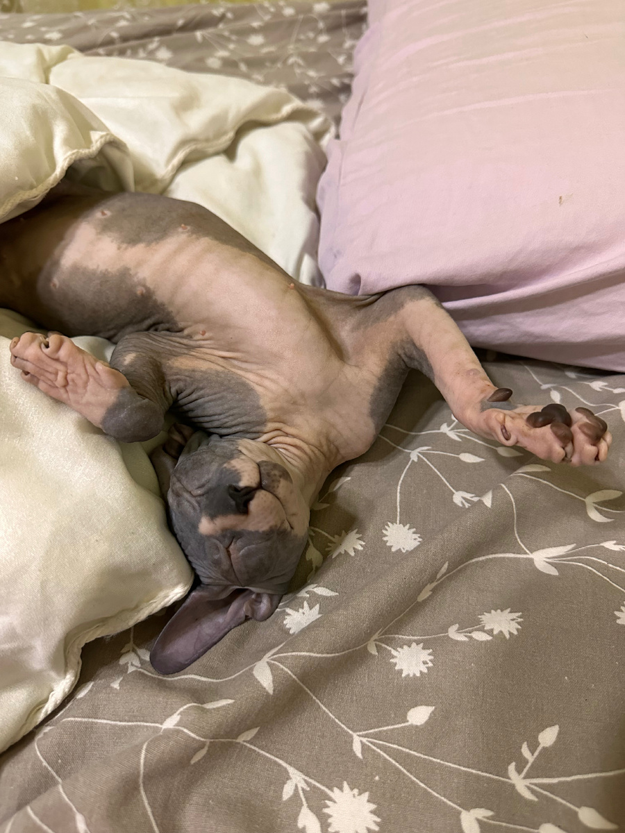 Очень удобно спать в кровати хозяев