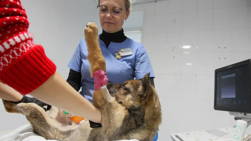 «Подарок судьбы» заявлял, что необходимая по закону вакцинация не была прописана в ТЗ контракта.📷Фото: Роман Яровицын / Коммерсантъ