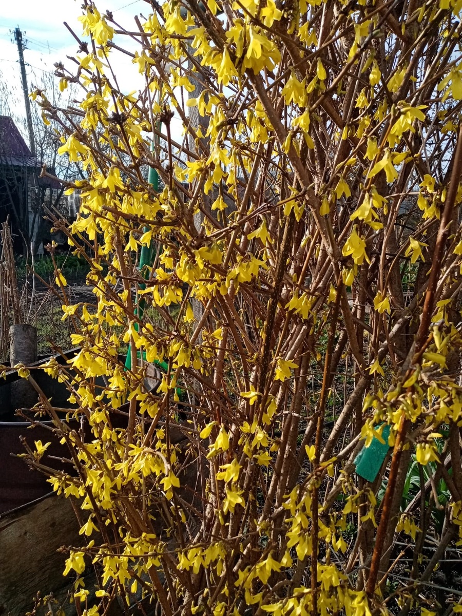 Зацвела форзиция