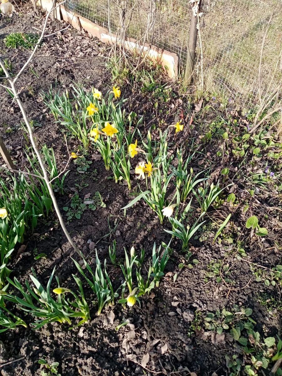 Нарциссы! У меня принципиально не хотят рости((( Это мои!-отсадила для меня))