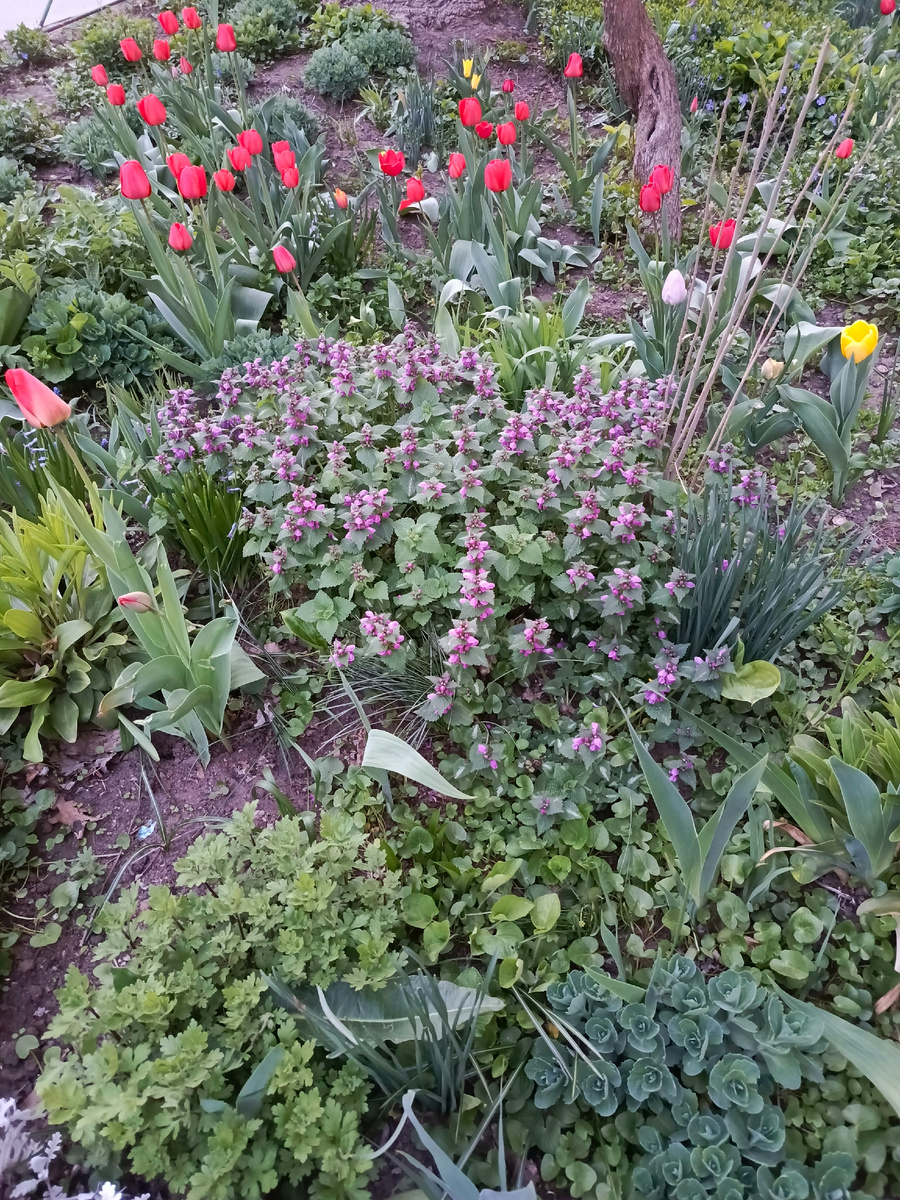 Весенние цветы