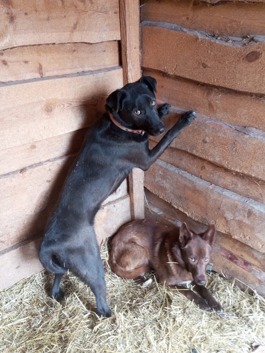 Лиза и Чернушка.