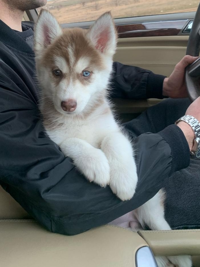 Хаски Лана 🤎