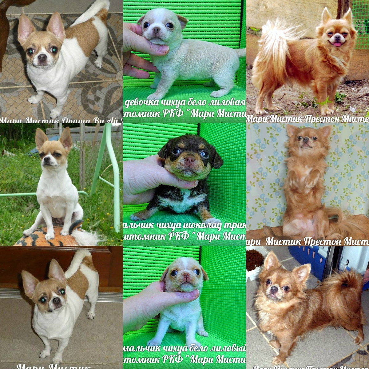 НА ФОТО МАМА, ПАПА, 2 СЫНОЧКА И 1 ДОЧКА ( МАРИ МИСТИК ЭНТОНИ С НАМИ ЖИВЕТ)