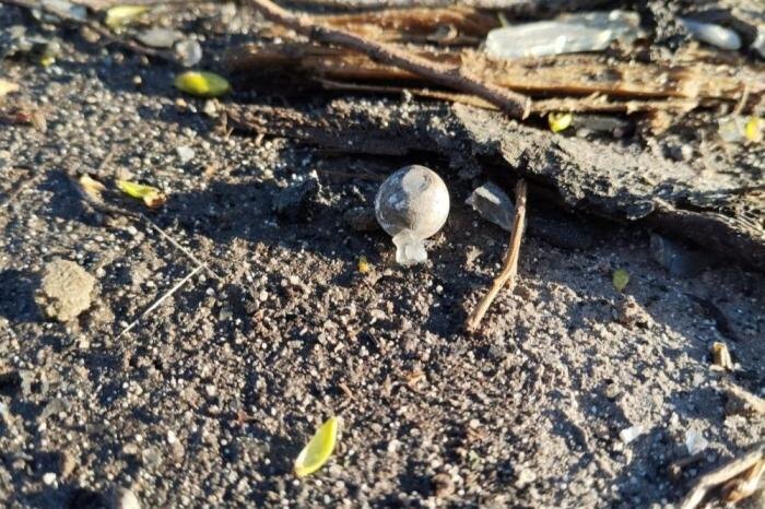 Последствия атаки украинских БПЛА на Курск. Украинские БПЛА, которые атаковали сегодня ночью Курск, были начинены поражающими элементами. Весь двор на улице Веспремской усеян железными шариками и обломками уничтоженного беспилотника, источник Телеграм-канал Заметки Фотокорреспондента