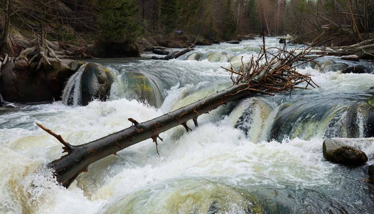 Дерево Ян на Обезьяне - это дерево, стремительно несущееся в бурном водовороте событий.