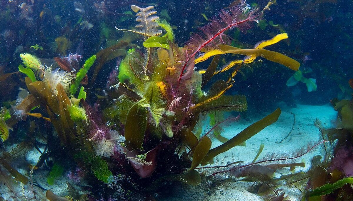 Дерево Инь на Свинье помогает само себе и поддерживается окружением, важно не проваливаться в бесконечный просчет, анализ и самоанализ. 
