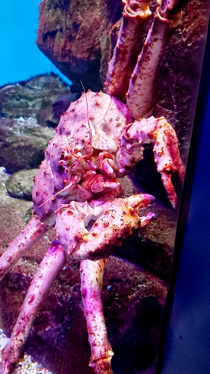 Краб камчатский