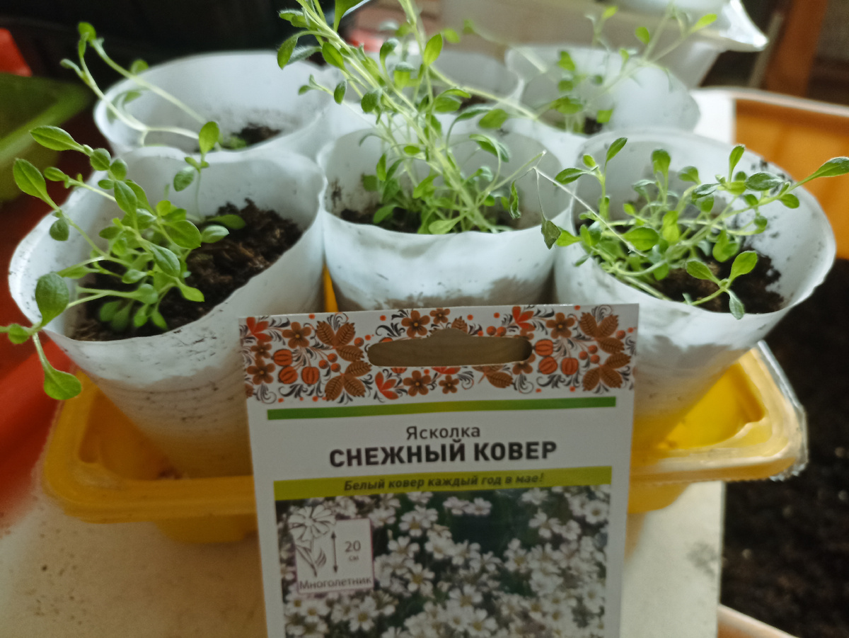 Распикировала рассаду ясколки из кассет в стаканчики 200 г. Фото автора