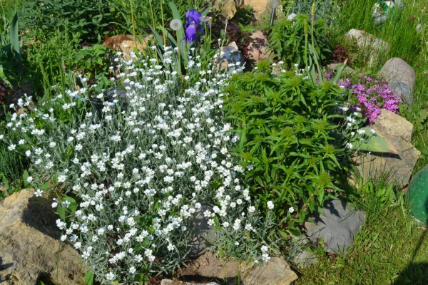 Ясколка на альпийкой горке. Фото из открытого источника.