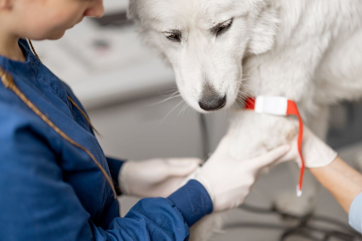 Ветеринар и собака 