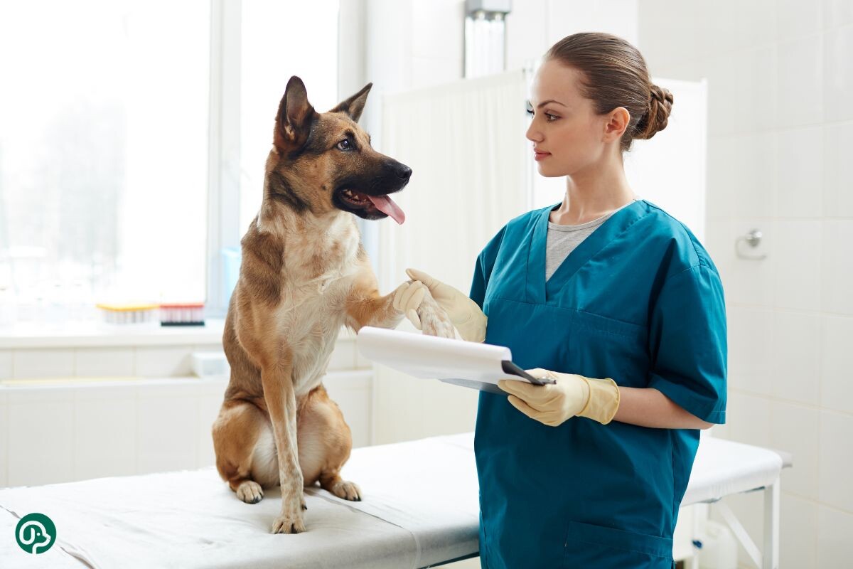Ветеринар с собакой