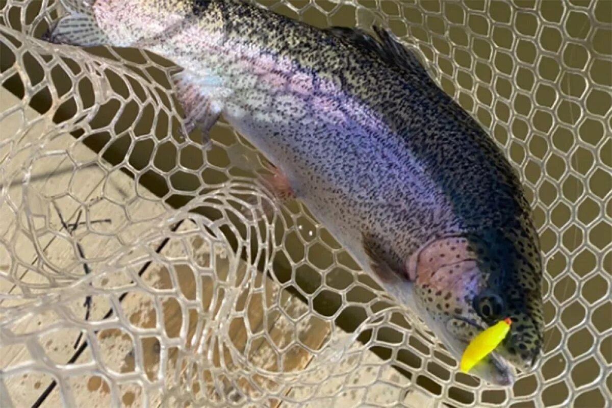 dzen.ru/id/66f862a804c8016ebd3edc79?donate=true